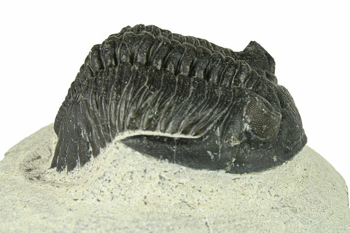 Bargain, Hollardops Trilobite Fossil - Ofaten, Morocco #287469